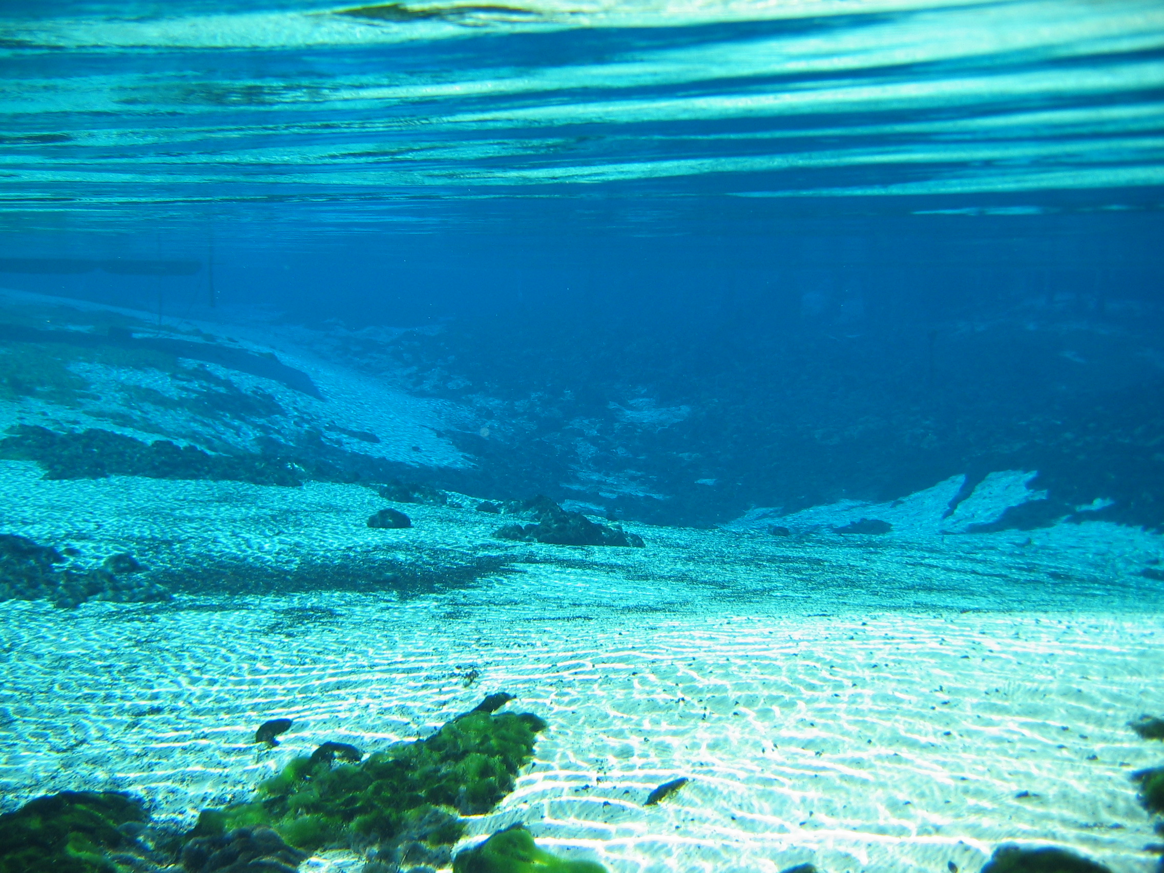 District Hosts on Weeki Wachee Study